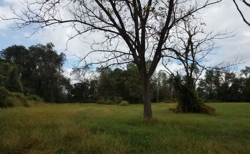Blandair’s North side to be a nature&nbsp;park